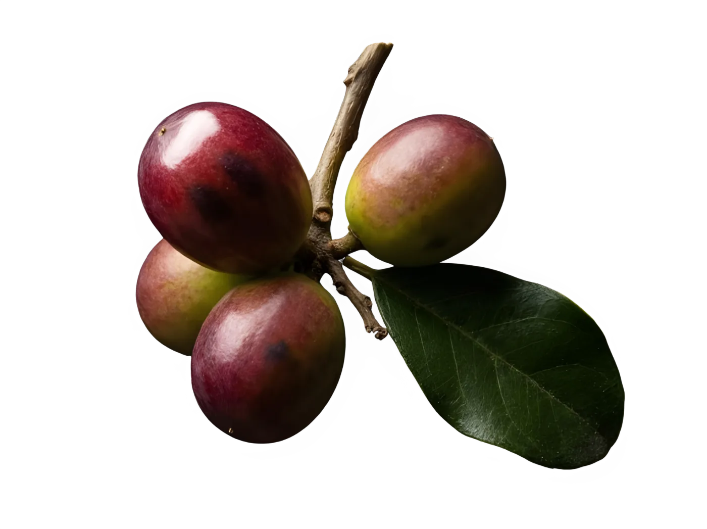 Balm of Gilead